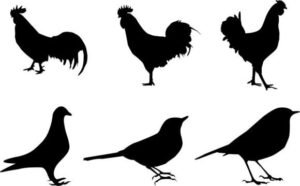 silhouette birds