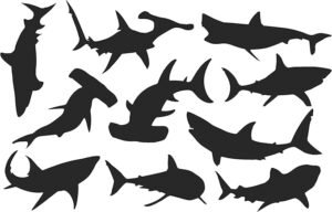 silhouette fish
